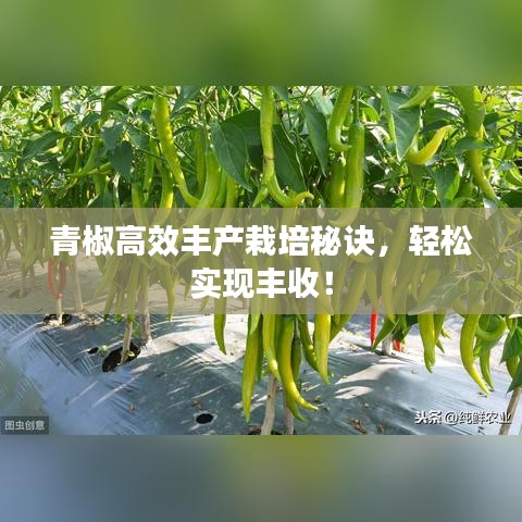 青椒高效豐產(chǎn)栽培秘訣，輕松實(shí)現(xiàn)豐收！