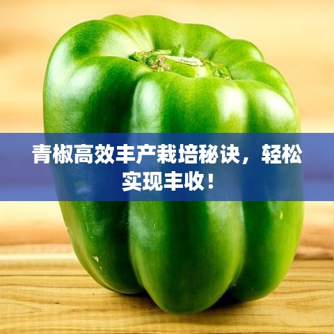 青椒高效豐產(chǎn)栽培秘訣,輕松實(shí)現(xiàn)豐收!