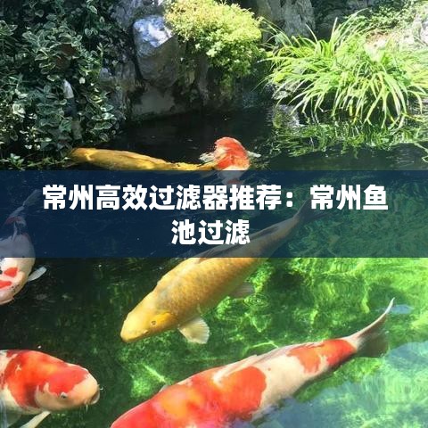 常州高效過濾器推薦:常州魚池過濾