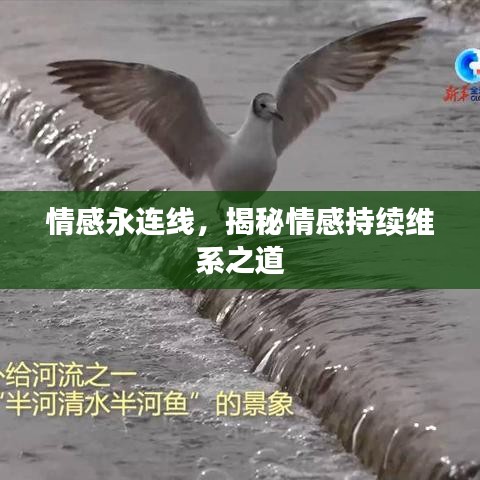 情感永連線，揭秘情感持續(xù)維系之道