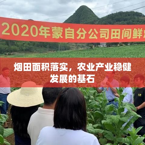 煙田面積落實,農業產業穩健發展的基石