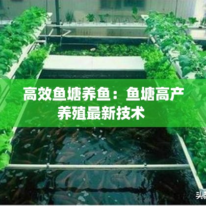 高效魚塘養魚：魚塘高產養殖最新技術 