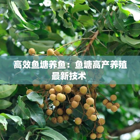 高效魚塘養魚:魚塘高產養殖最新技術