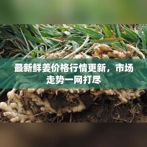 最新鮮姜價格行情更新,市場走勢一網打盡