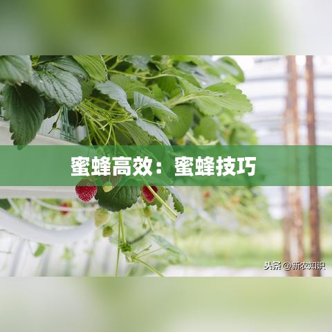 蜜蜂高效:蜜蜂技巧