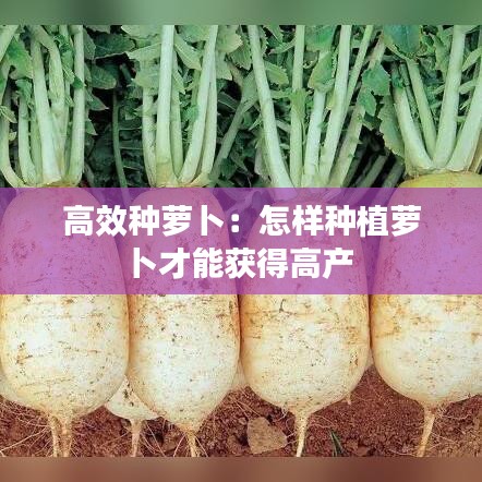高效種蘿卜:怎樣種植蘿卜才能獲得高產(chǎn)