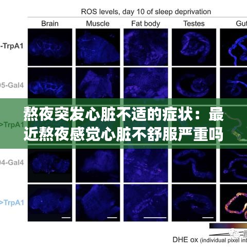 熬夜突發心臟不適的癥狀:最近熬夜感覺心臟不舒服嚴重嗎