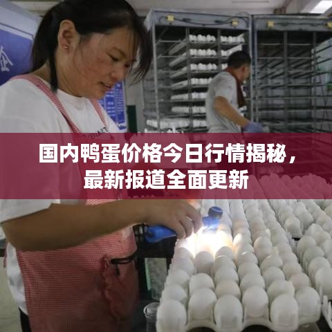 國內鴨蛋價格今日行情揭秘,最新報道全面更新