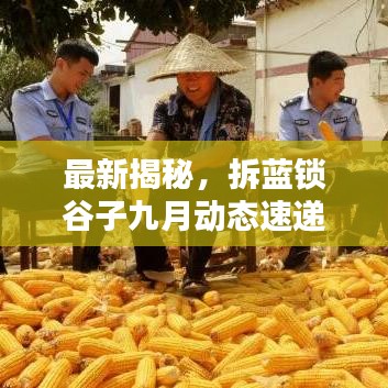 最新揭秘，拆藍鎖谷子九月動態速遞
