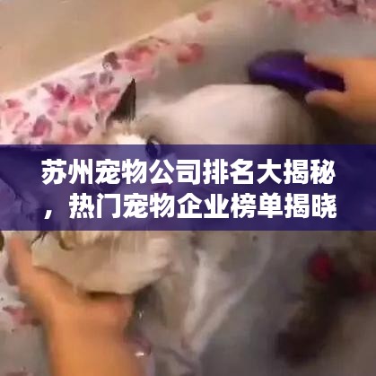 蘇州寵物公司排名大揭秘,熱門寵物企業(yè)榜單揭曉!