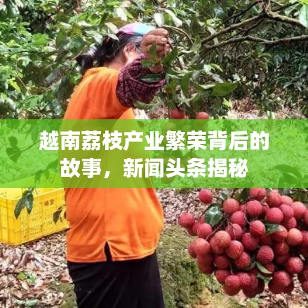 越南荔枝產(chǎn)業(yè)繁榮背后的故事，新聞頭條揭秘