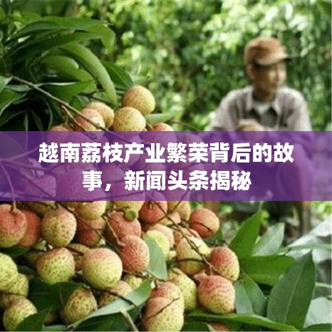 越南荔枝產業繁榮背后的故事,新聞頭條揭秘