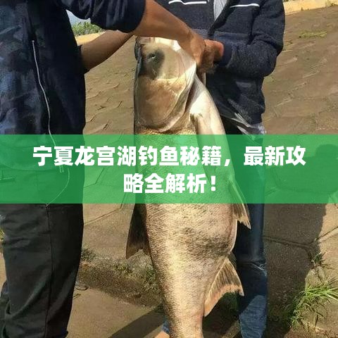 寧夏龍宮湖釣魚秘籍,最新攻略全解析!