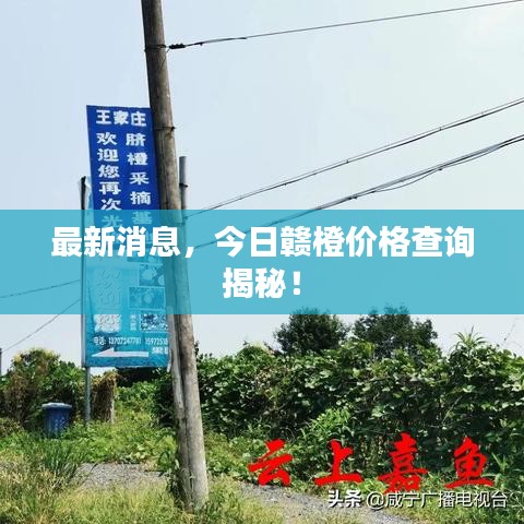 最新消息,今日贛橙價格查詢揭秘!