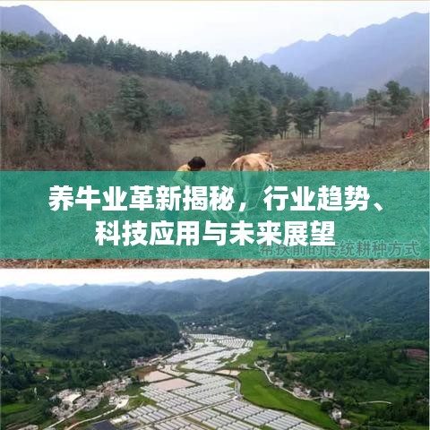 養(yǎng)牛業(yè)革新揭秘,行業(yè)趨勢、科技應(yīng)用與未來展望