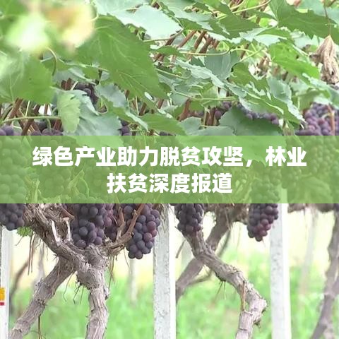 綠色產業助力脫貧攻堅，林業扶貧深度報道