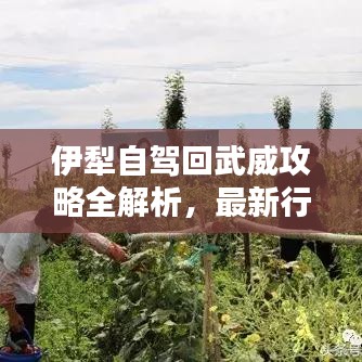 伊犁自駕回武威攻略全解析,最新行程推薦