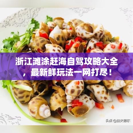 浙江灘涂趕海自駕攻略大全,最新鮮玩法一網打盡!