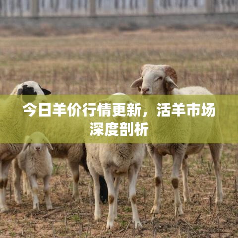 今日羊價行情更新，活羊市場深度剖析