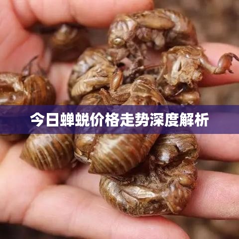 今日蟬蛻價格走勢深度解析
