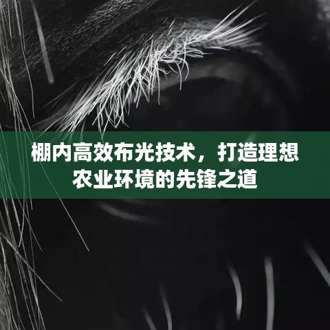 棚內高效布光技術，打造理想農業環境的先鋒之道