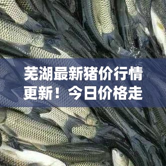 蕪湖最新豬價行情更新!今日價格走勢一網(wǎng)打盡