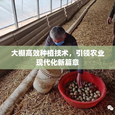 大棚高效種植技術,引領農業現代化新篇章