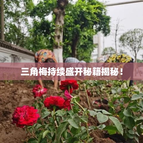 三角梅持續盛開秘籍揭秘!