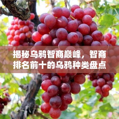 揭秘烏鴉智商巔峰，智商排名前十的烏鴉種類盤點(diǎn)！