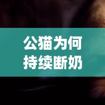 公貓為何持續(xù)斷奶？原因、后果及解決方法大解析！