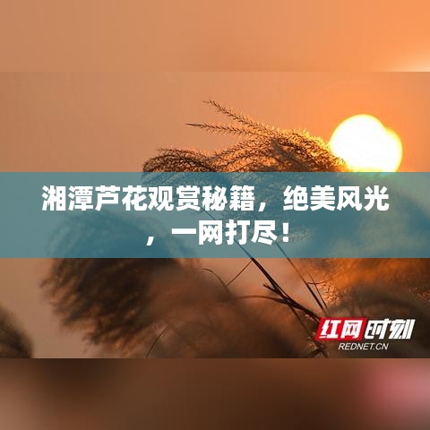 湘潭蘆花觀賞秘籍,絕美風(fēng)光,一網(wǎng)打盡!