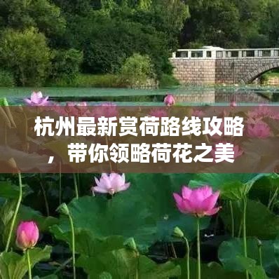 杭州最新賞荷路線攻略,帶你領略荷花之美