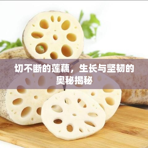 切不斷的蓮藕，生長與堅韌的奧秘揭秘