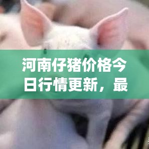 河南仔豬價格今日行情更新,最新動態與市場走勢分析