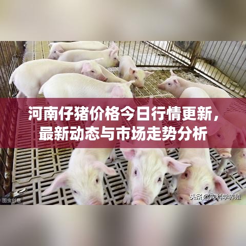 河南仔豬價格今日行情更新,最新動態與市場走勢分析