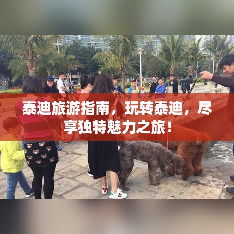 泰迪旅游指南,玩轉泰迪,盡享獨特魅力之旅!