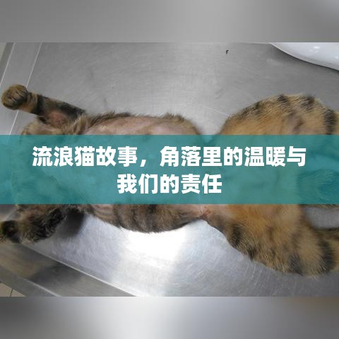 流浪貓故事,角落里的溫暖與我們的責(zé)任