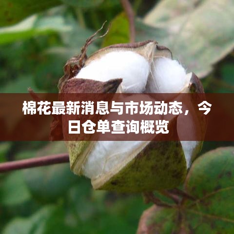 棉花最新消息與市場動態(tài),今日倉單查詢概覽