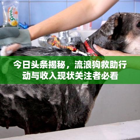 今日頭條揭秘，流浪狗救助行動與收入現狀關注者必看