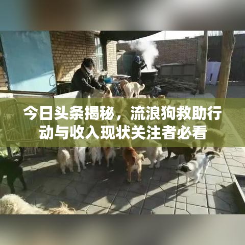 今日頭條揭秘,流浪狗救助行動與收入現狀關注者必看