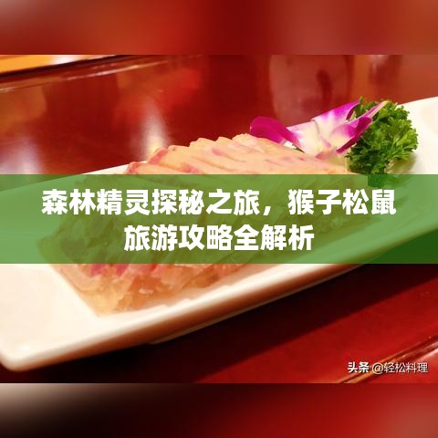 森林精靈探秘之旅，猴子松鼠旅游攻略全解析