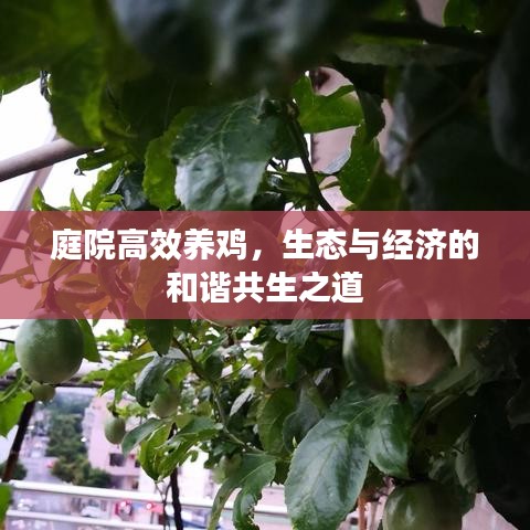 庭院高效養雞,生態與經濟的和諧共生之道