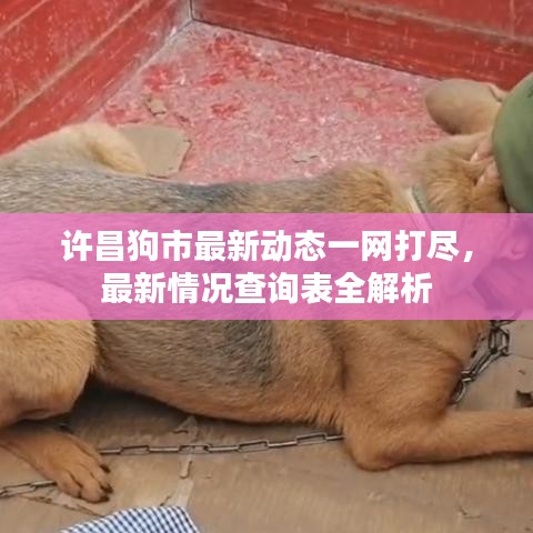 許昌狗市最新動態一網打盡,最新情況查詢表全解析