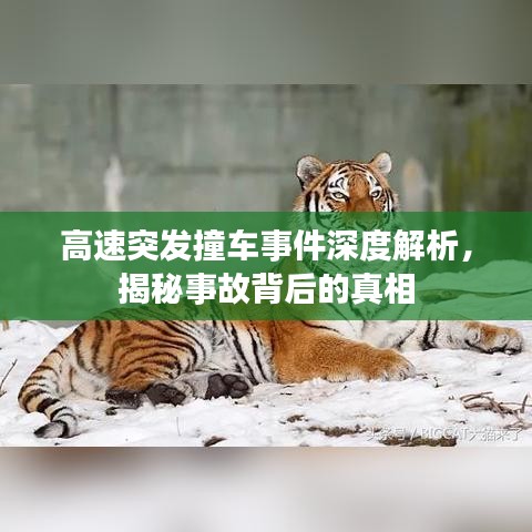 高速突發撞車事件深度解析，揭秘事故背后的真相
