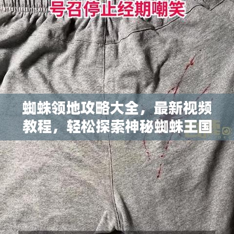 蜘蛛領(lǐng)地攻略大全，最新視頻教程，輕松探索神秘蜘蛛王國(guó)！