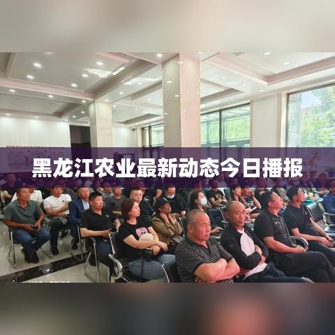 黑龍江農業最新動態今日播報