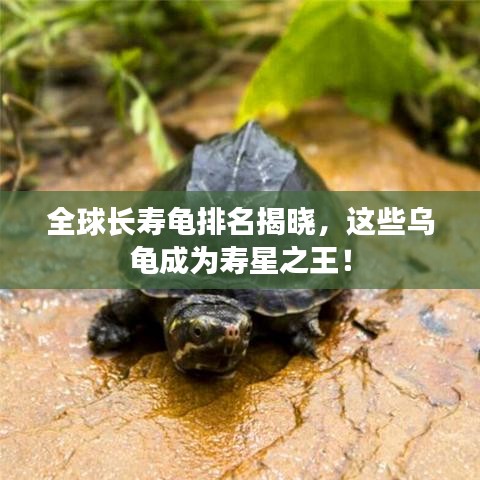 全球長(zhǎng)壽龜排名揭曉,這些烏龜成為壽星之王!