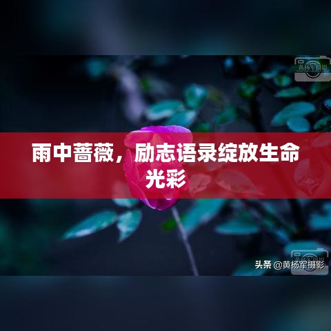 雨中薔薇，勵(lì)志語錄綻放生命光彩
