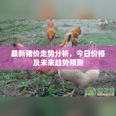 最新豬價走勢分析，今日價格及未來趨勢預測