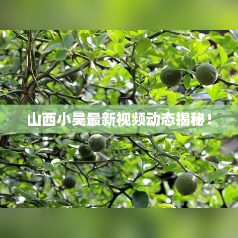 山西小吳最新視頻動態揭秘!